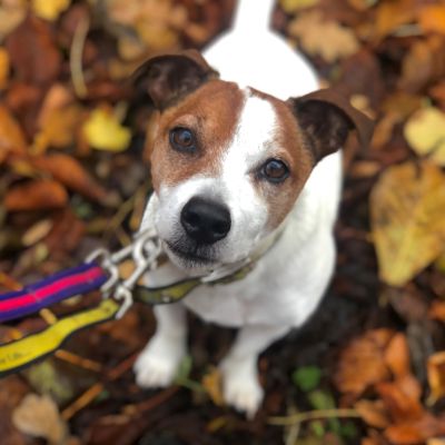 100 Miles in October Challenge